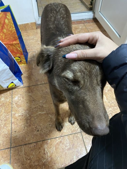 Scortisoara cauta casuța