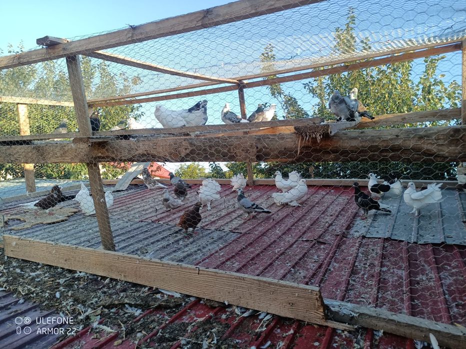 Vând porumbei diferite rase