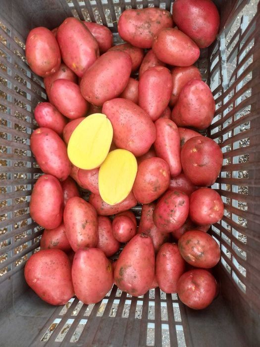 Vand cartof rosu,import Franta