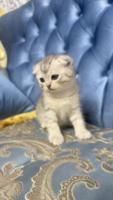 Arzonga seribristiy quloqchasi qaytgan shinshilla mushukcha