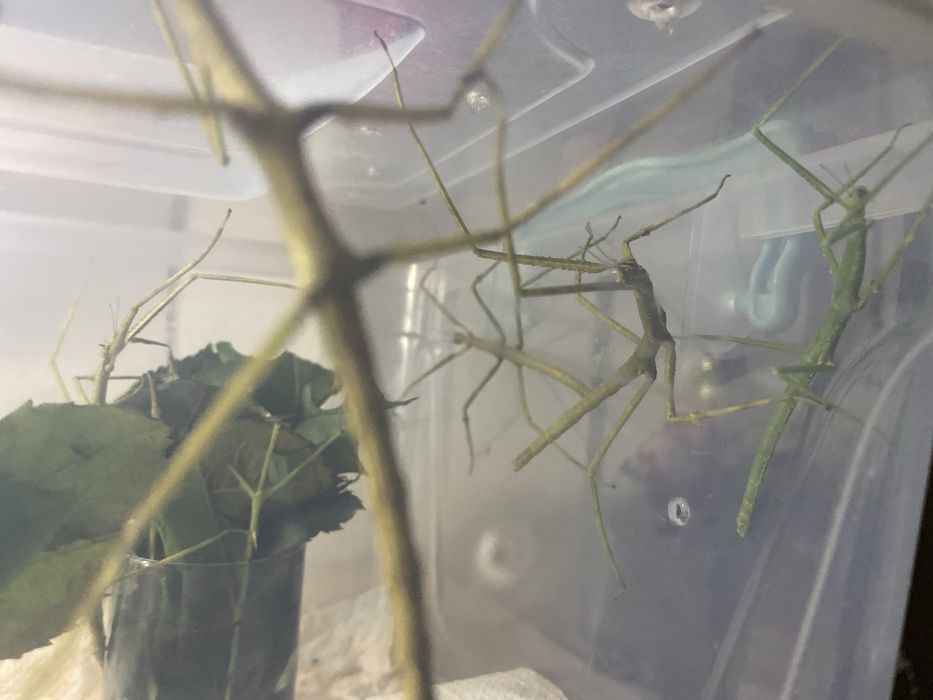 Пръчици Stick Insects Палочники