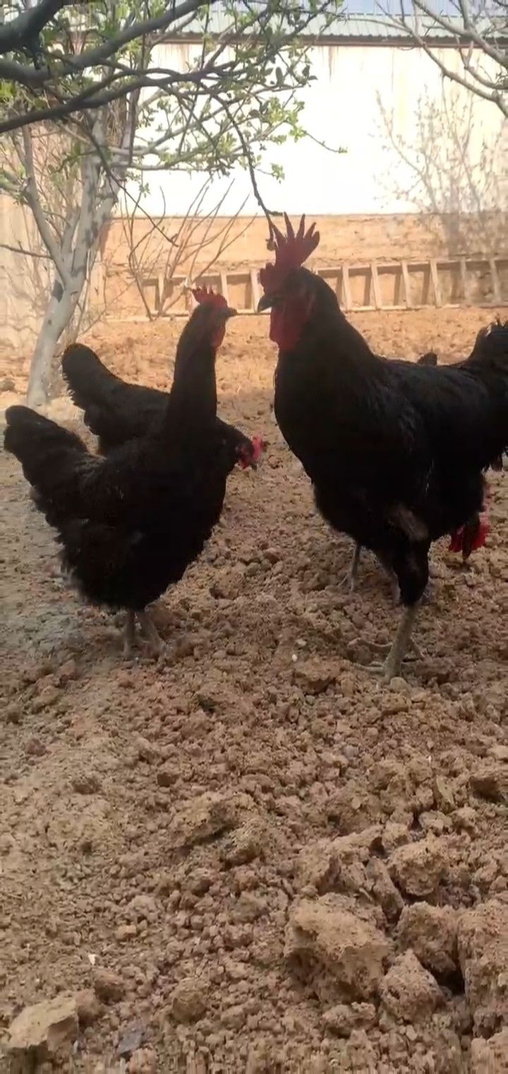 Qora shaxzoda tuxumlari sotiladi. Manzil Toshkentda