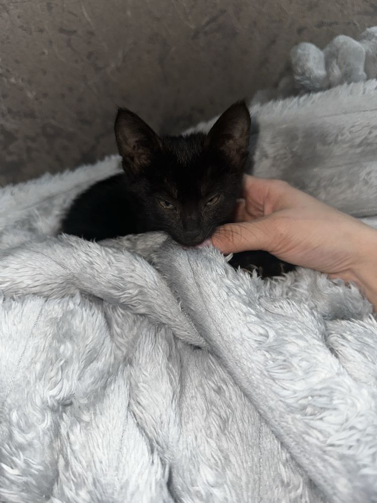 Кот маленький 1 месяц