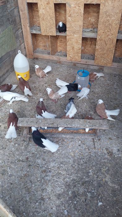 Продавам белослатински белоглави гълъби