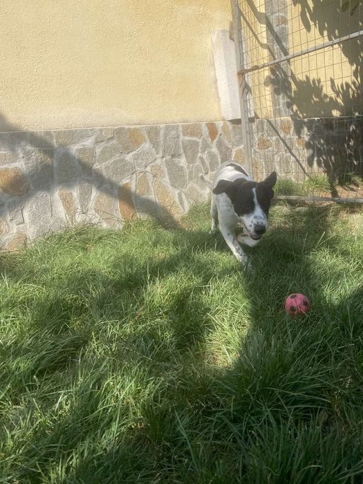 Две момиченца търсят своите любящи стопани и своя дом лабрадор-риджбек