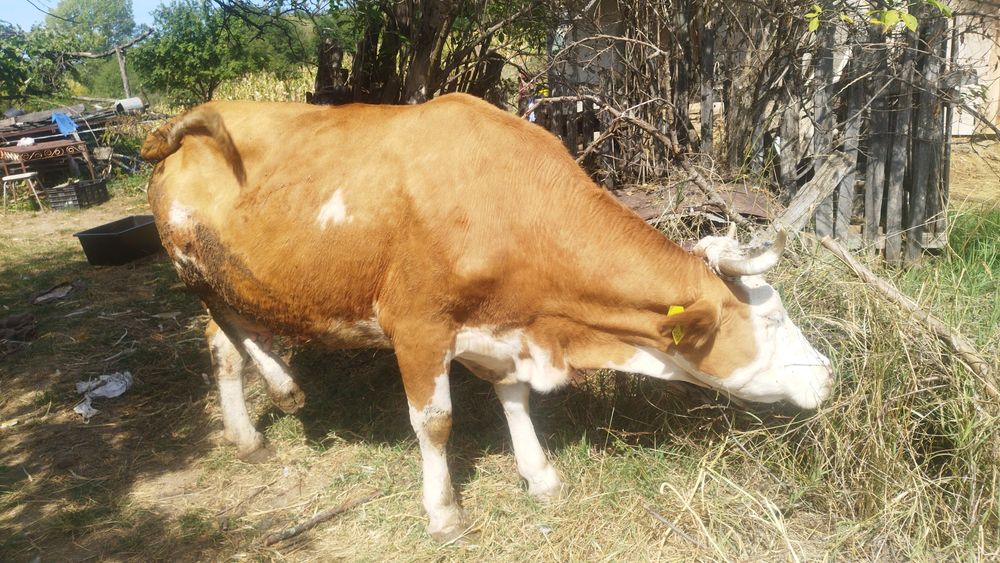 Vaca de vanzare baltata