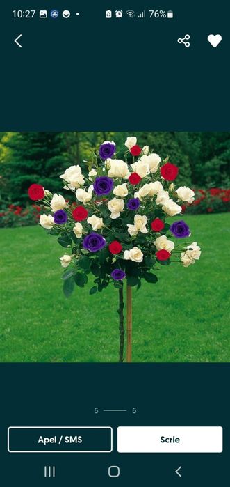 Trandafiri Pomisori În 3 Culori