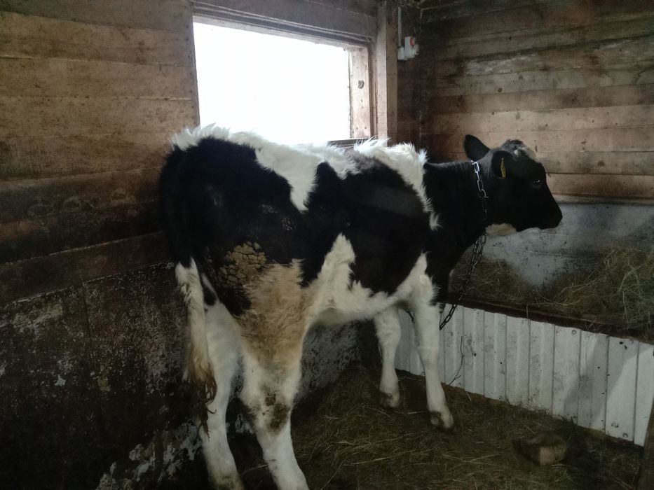 Продам телку молочной породы