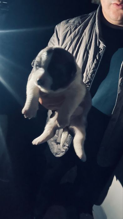 Алабай күшік ұрғашы