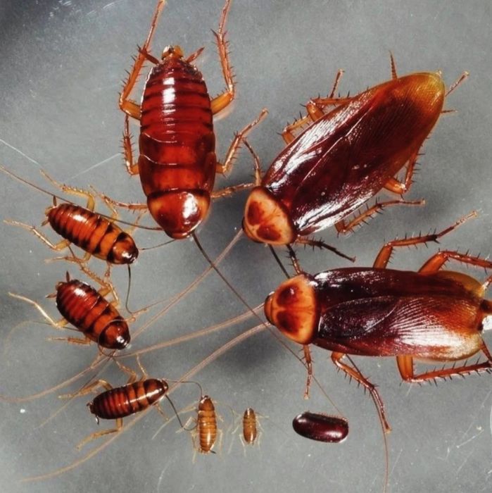 Дезинфексия хизмати 24/7