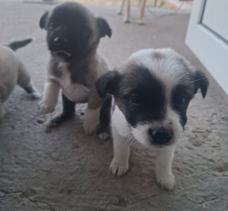 Щенята отдадим только в добрые руки!