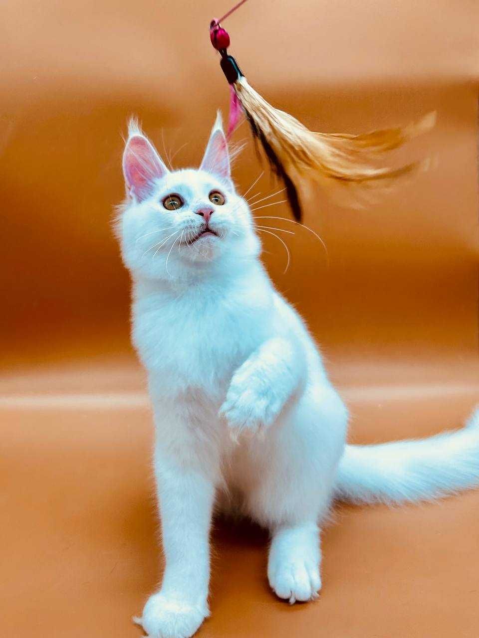 Pisica Femela Maine Coon cu pedigree (WCF AUTORIZATA) Livrarea
