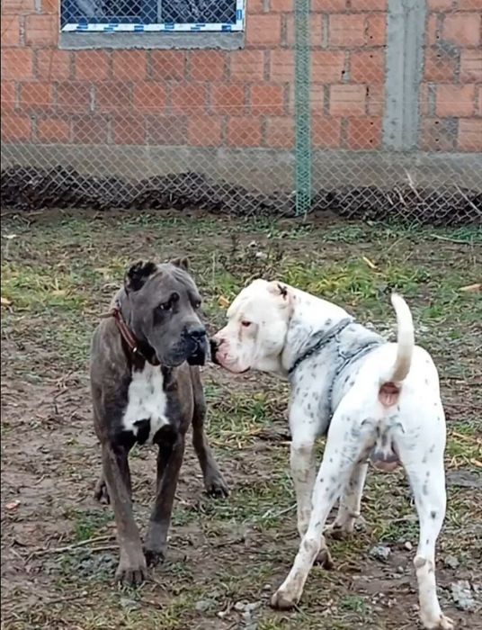 Dog argentinian  ,foarte iubitor ,masiv ai foarte bun de pază!