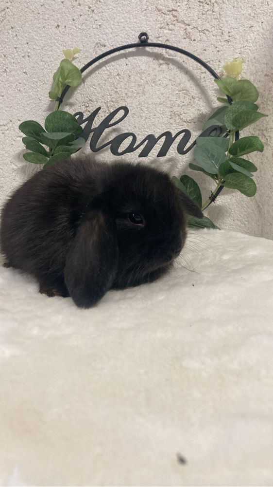 Iepuri pitici de companie berbec pitic/holland lop/mini lop