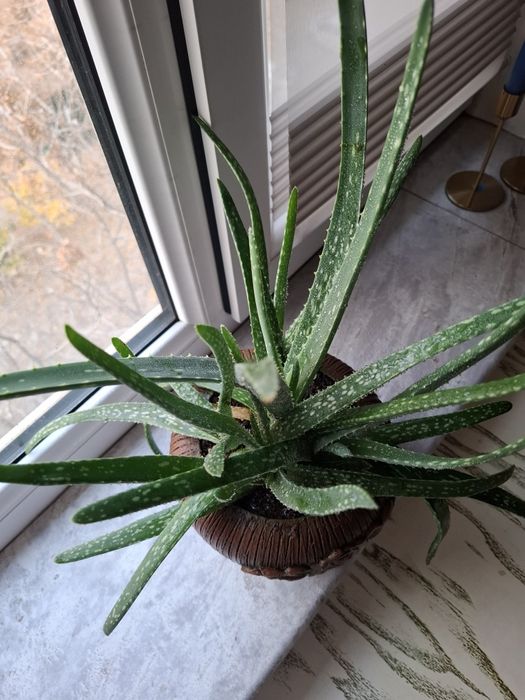 Продаю Алоэ вера