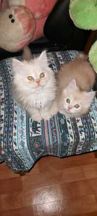 Продам котяток классические персы