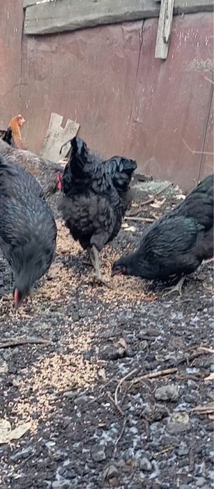 Әтеш сатылады