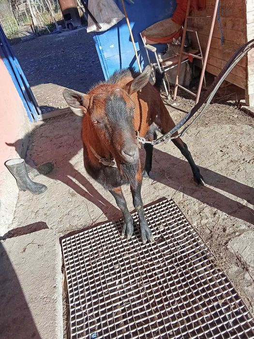 vând sau schimb tap