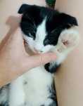 Скотишфолд котята игривые очень,один мальчик одна девочка