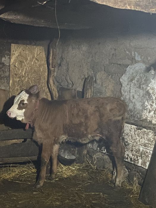 Viței vârsta 3 luni