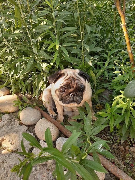 Готовятся к бронированию щенки мопсята.