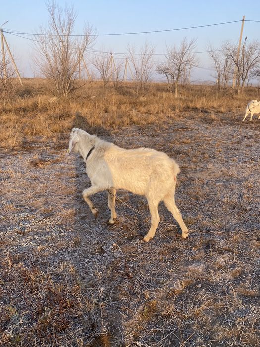 Продам козла Зааненская  породы, 2 года.
