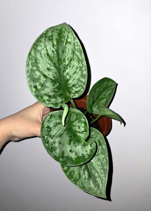 Сциндапсус серебристый