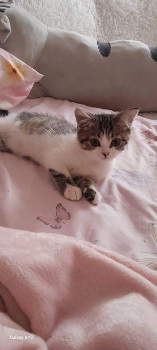 Котенок в добрые руки