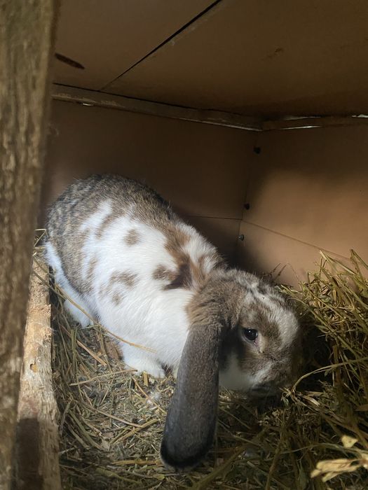 Ieproaica berbec german