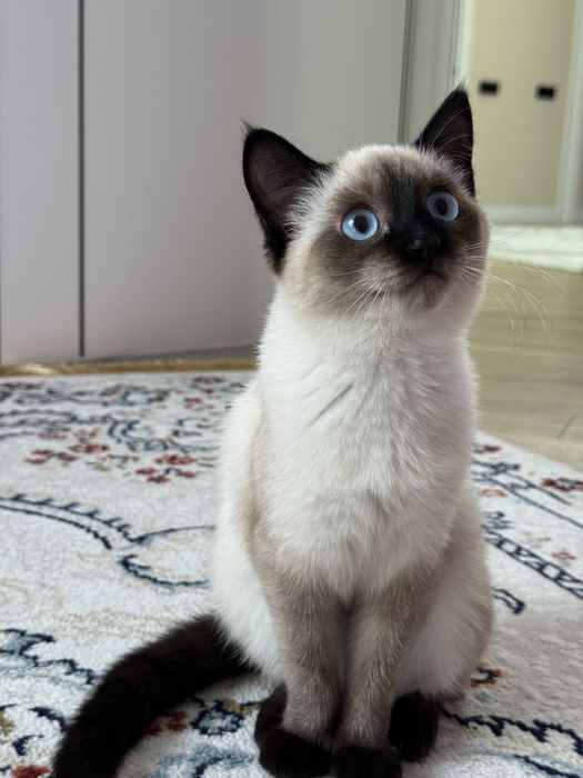 Отдам бесплатно кошку в хорошие руки