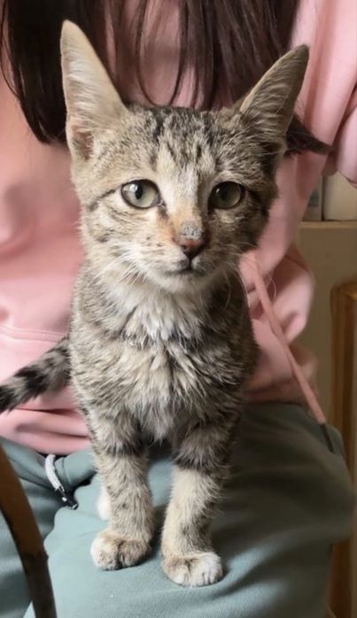 2х месяный котенок ищет дом