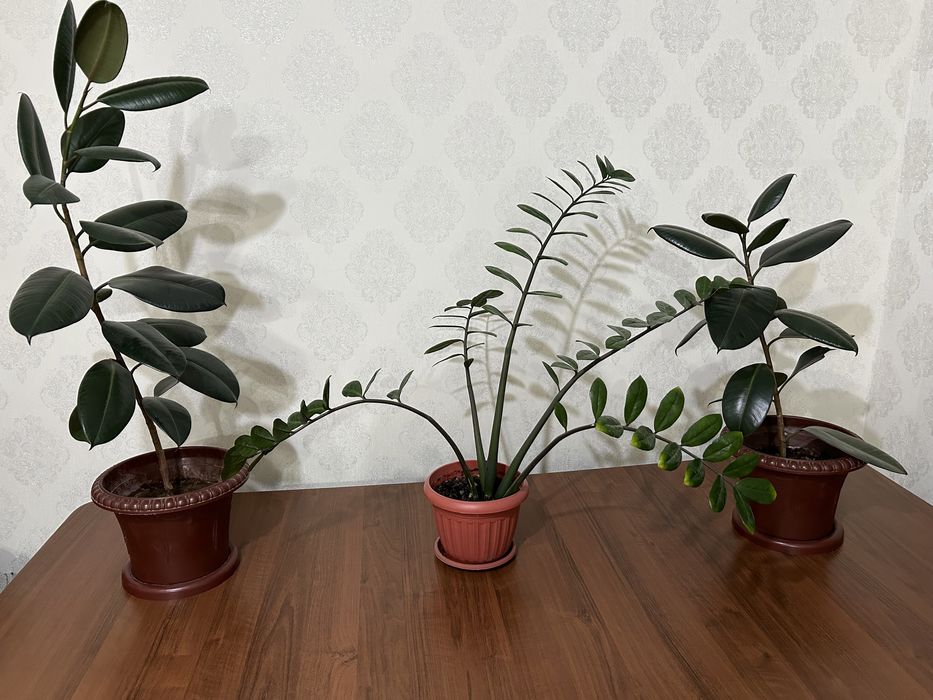 Комнатные растения