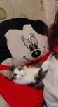 В добрые руки. Котёнок