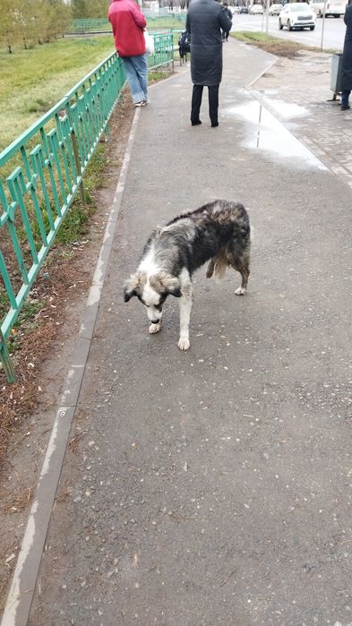 Ко всем неравнодушным людям собака на трёх лапах просит о помощи