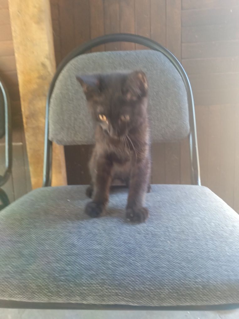 Котенок в хорошие руки