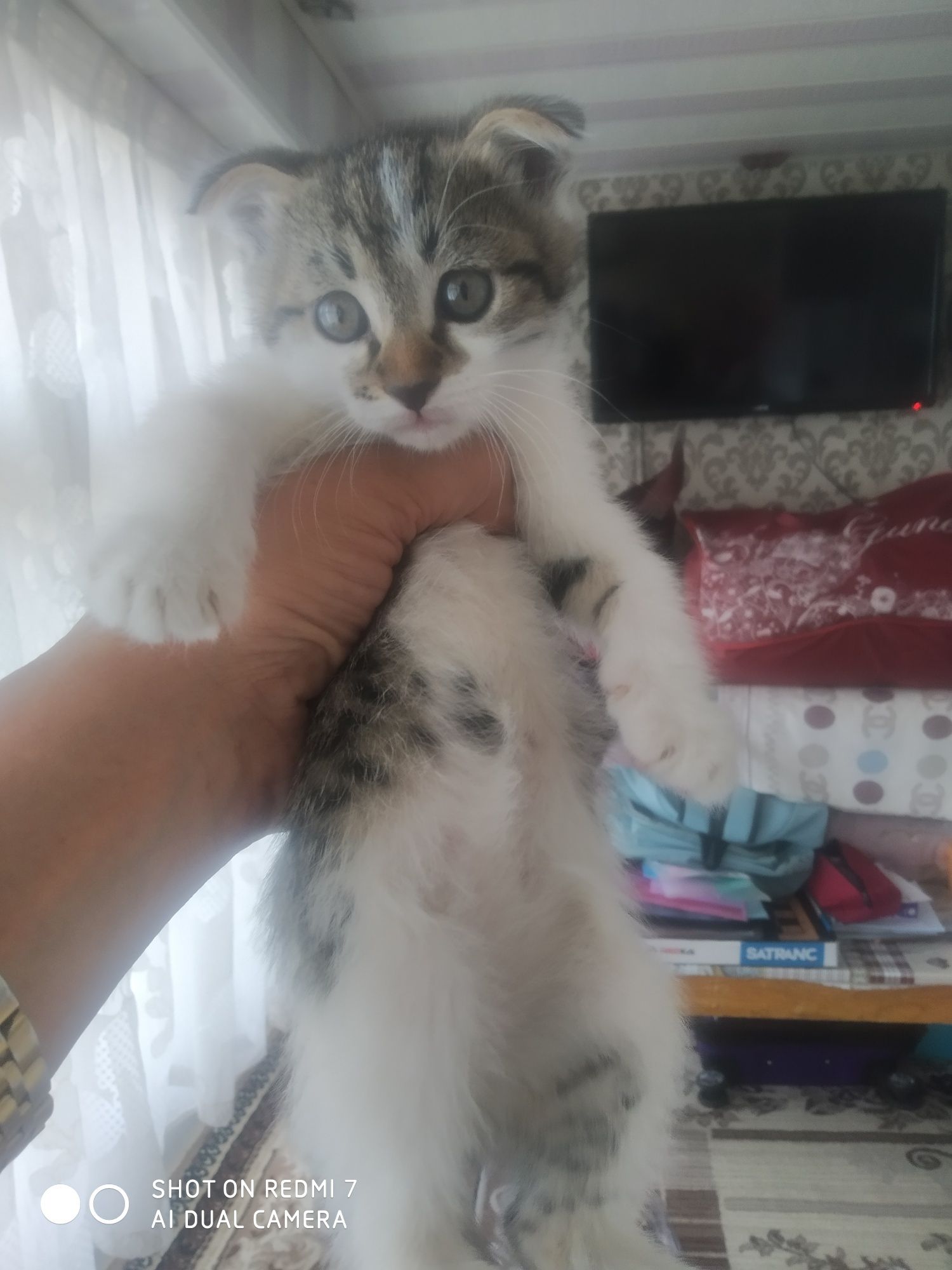 Домашние котята черно- белые