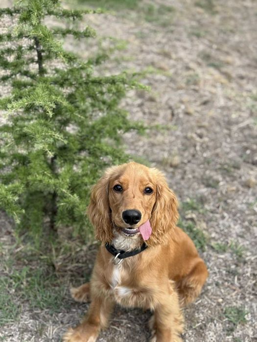 Кокер мъжки 1год.