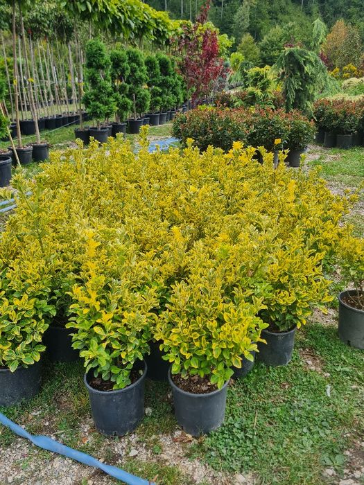 Plante ornamentale