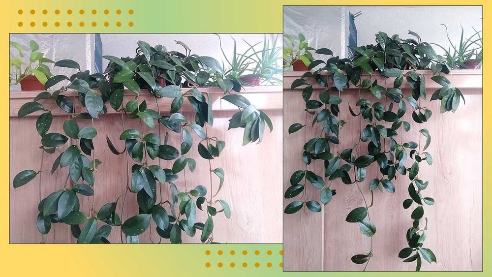Раскошная Хойя. Цветы для дома, офиса, клиники, кафе