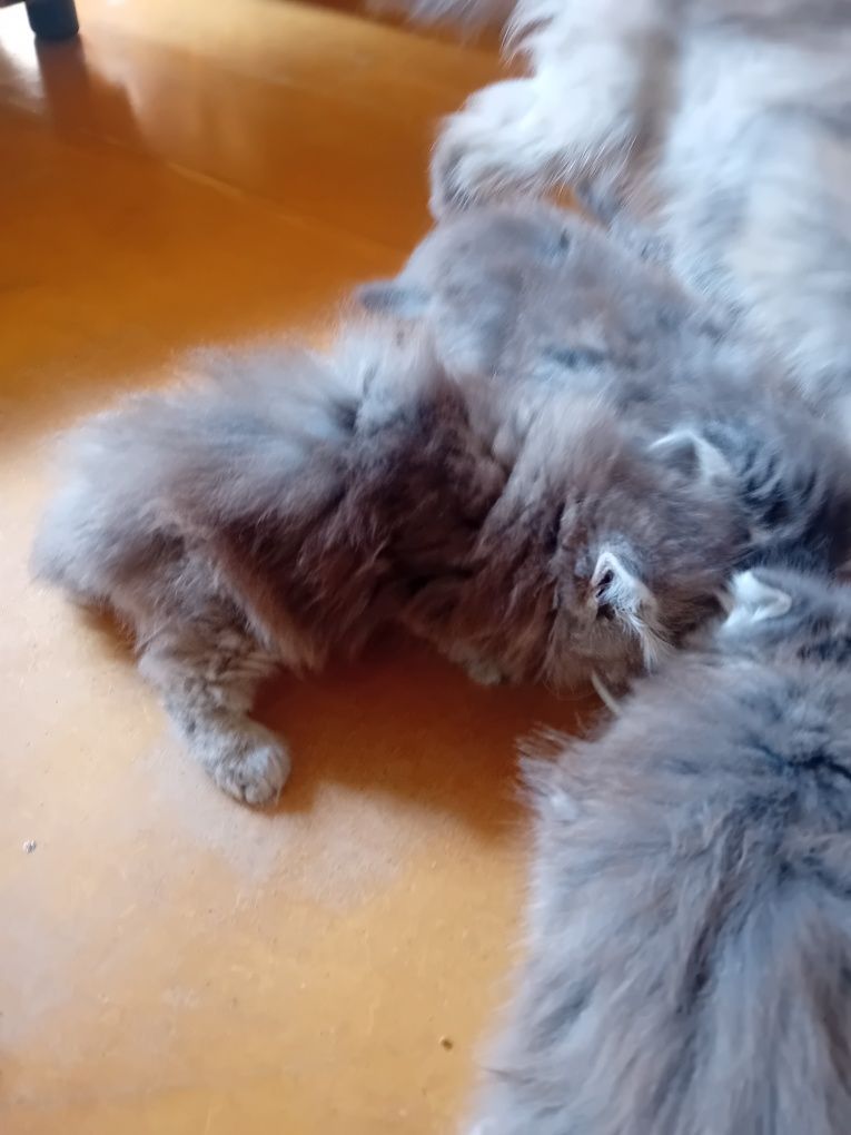 Персийски котки  на два месеца