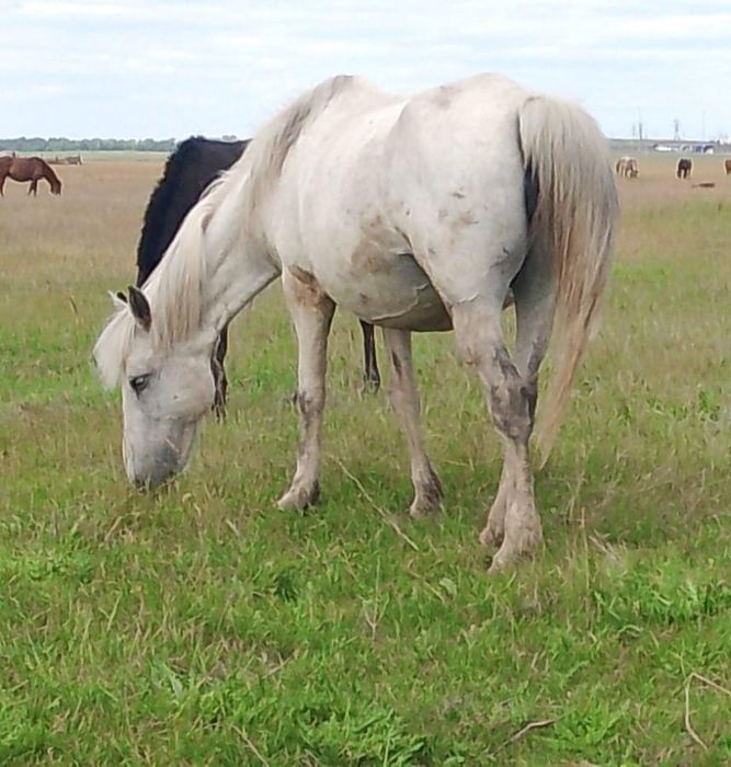 Продам кобылу орловской породы