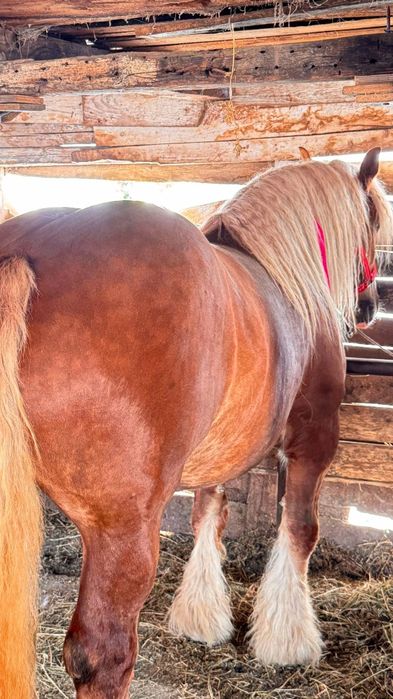 Vand o iapa semi grea romaneasc