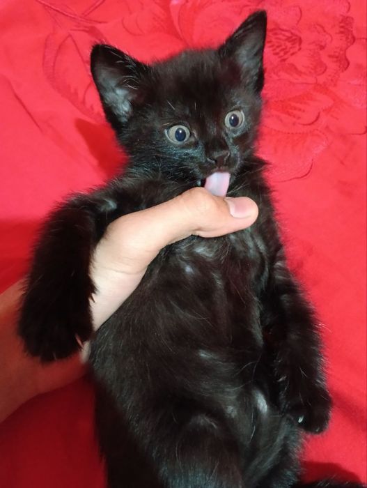 Котята пантера мама сиамская папа скотиш страйт отдам в добрые руки