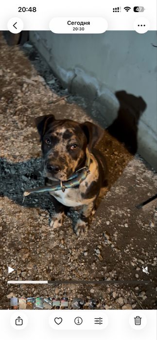 пит бултерер 3 месеца