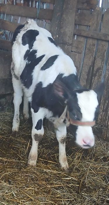 Vând tăuraș de 3 luni.