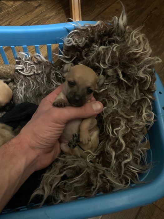 Пясъчни Мини Пинчери