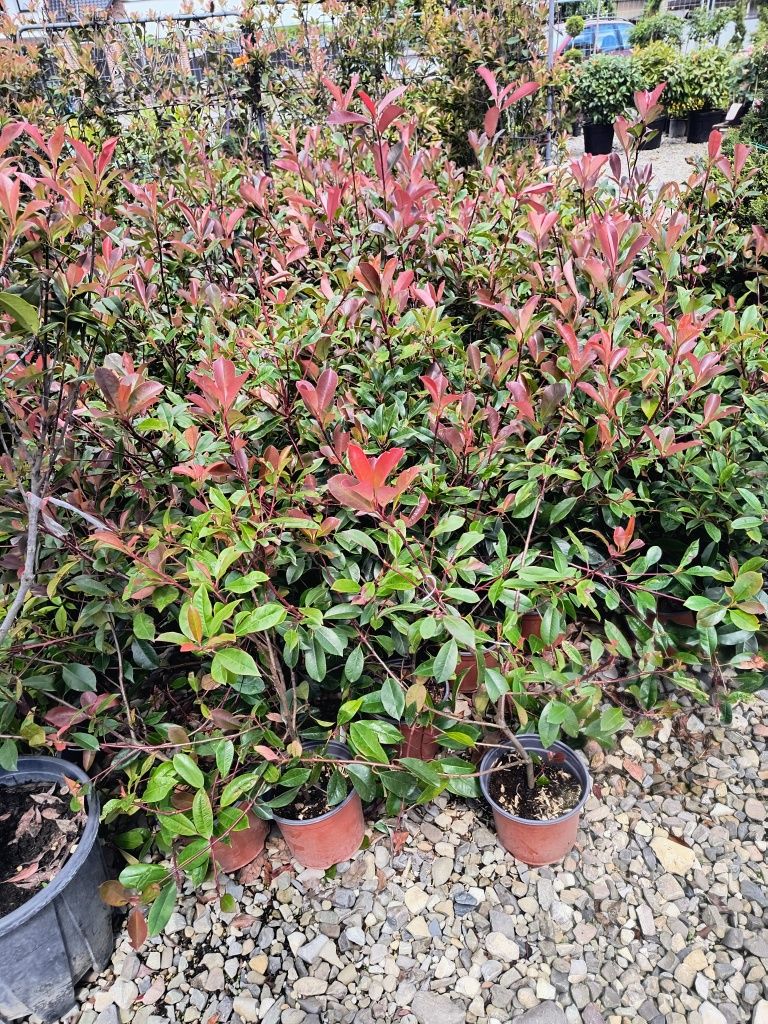 Photinia Red Robin ghiveci 3l