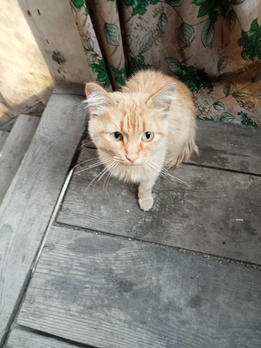 Отдам даром кота