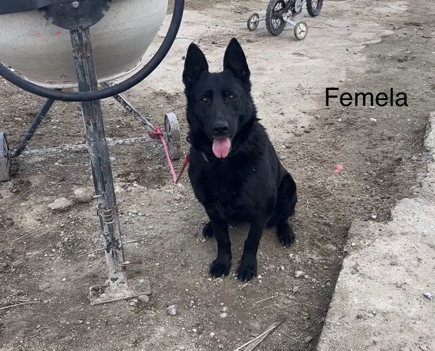 Donez Câini iubitori