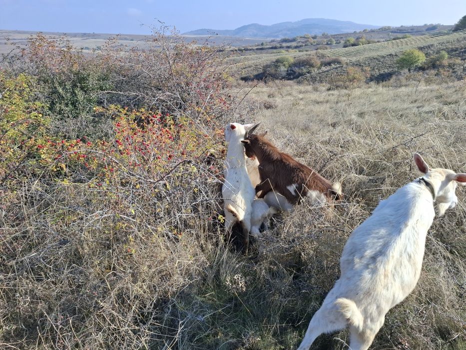 Ярета за клане и дамазлък